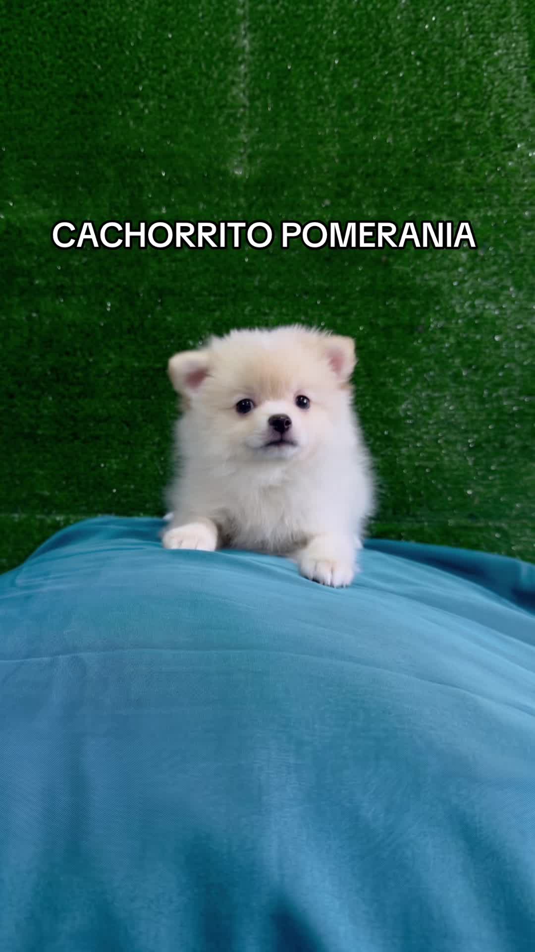@Super Pet Ecuador 🇪🇨 🐶