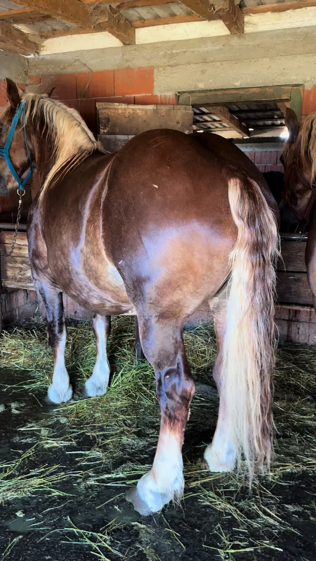 @🐴Spartanu🐴