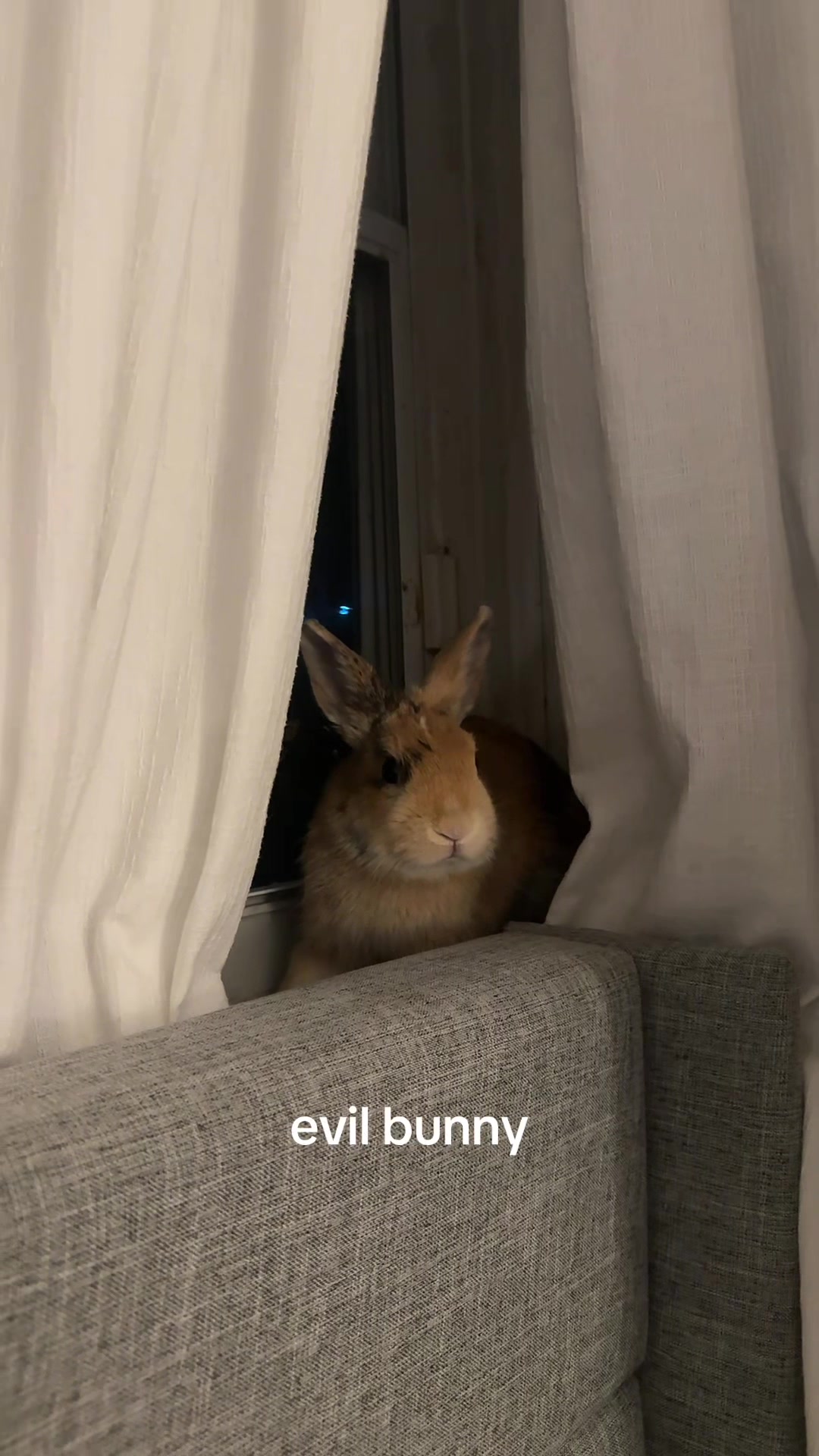 @Boba 🐰🩵
