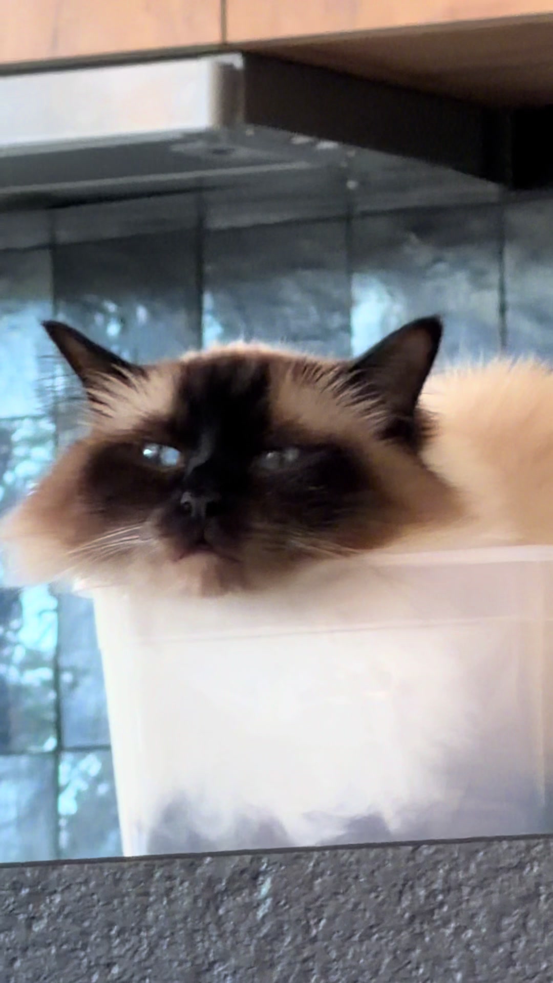 @Henk&Ollie 😺