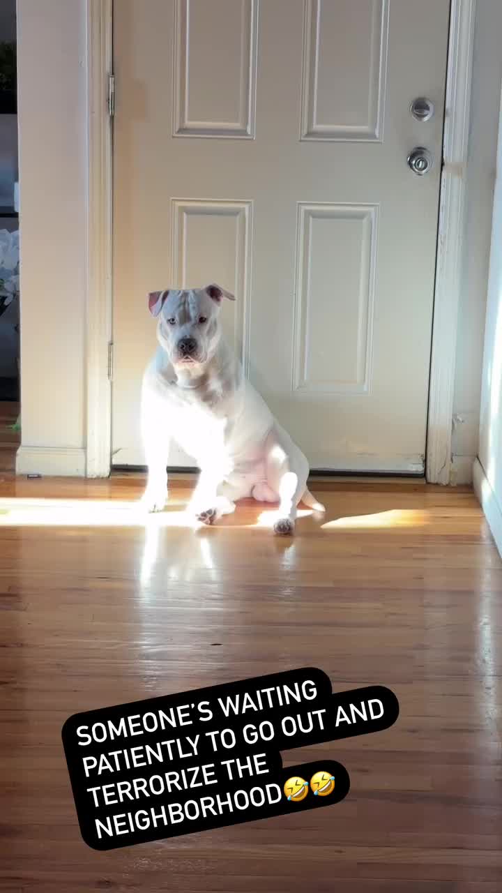 @boopski3147