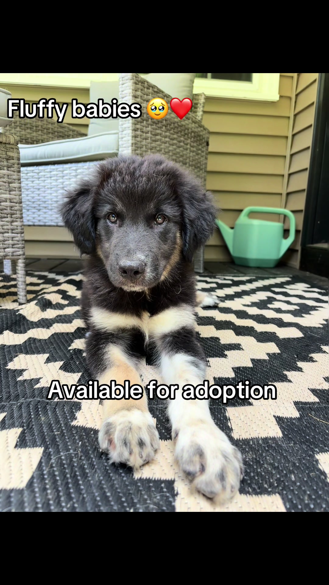 @Adopt A Stray Rescue