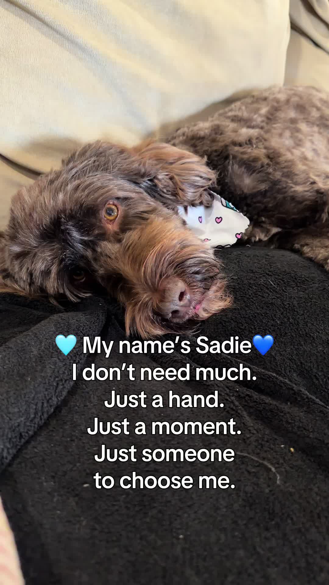 @Sadie the Doodle