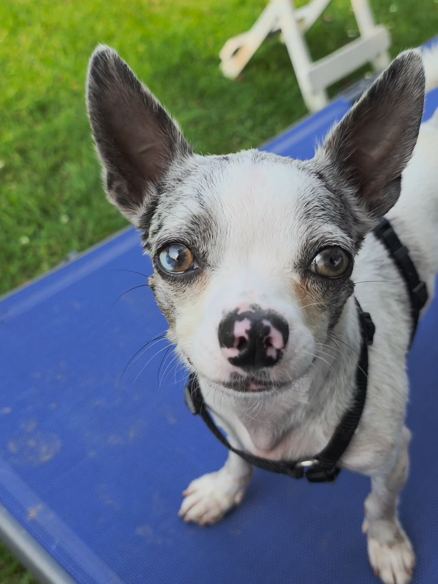 @Jerry_Coby_Chihuahua