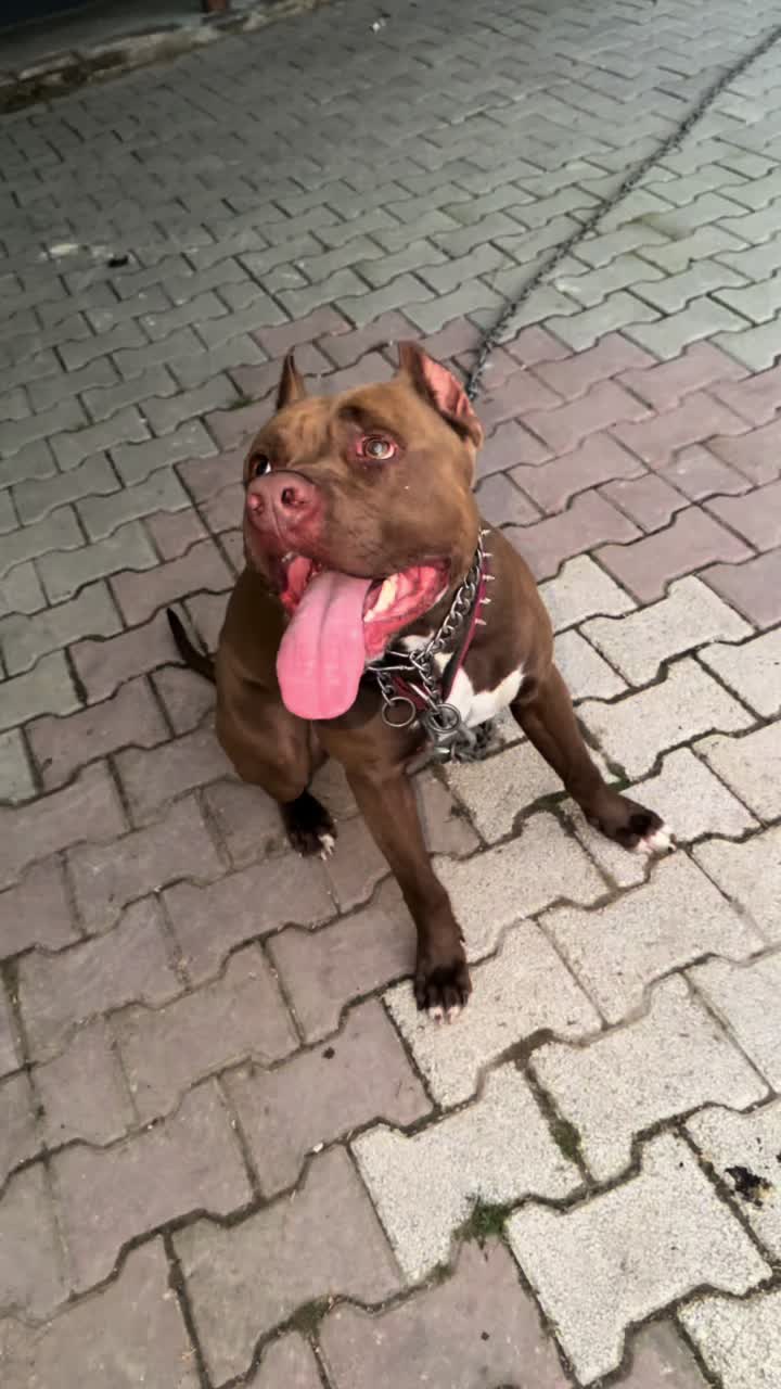 @BARUTBEYY🐶