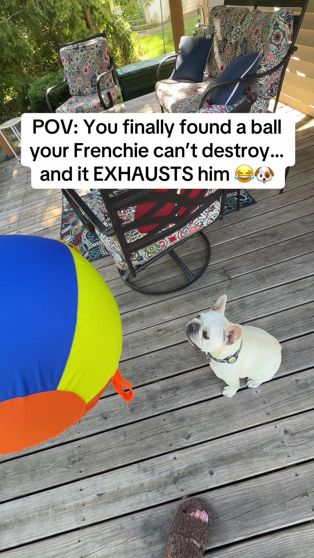 @Bagel the OG Frenchie