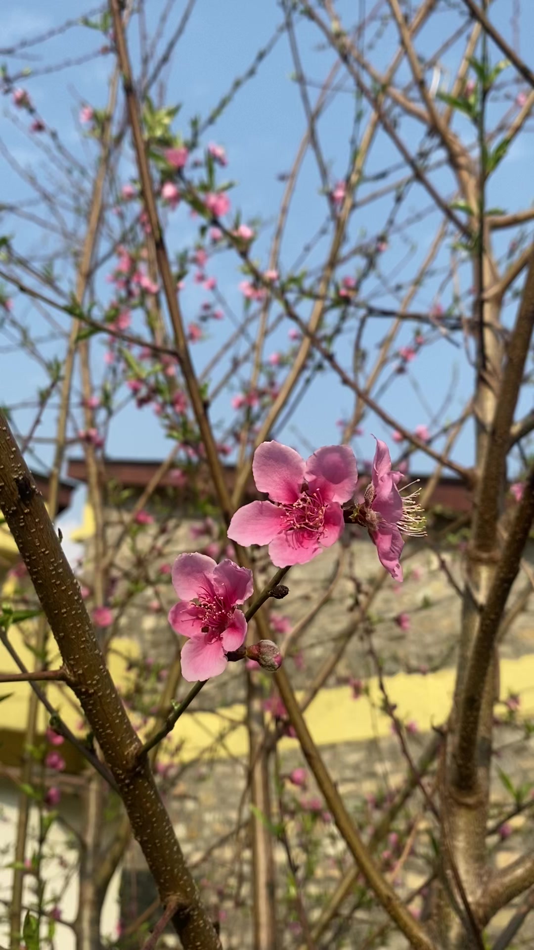 @momenta__