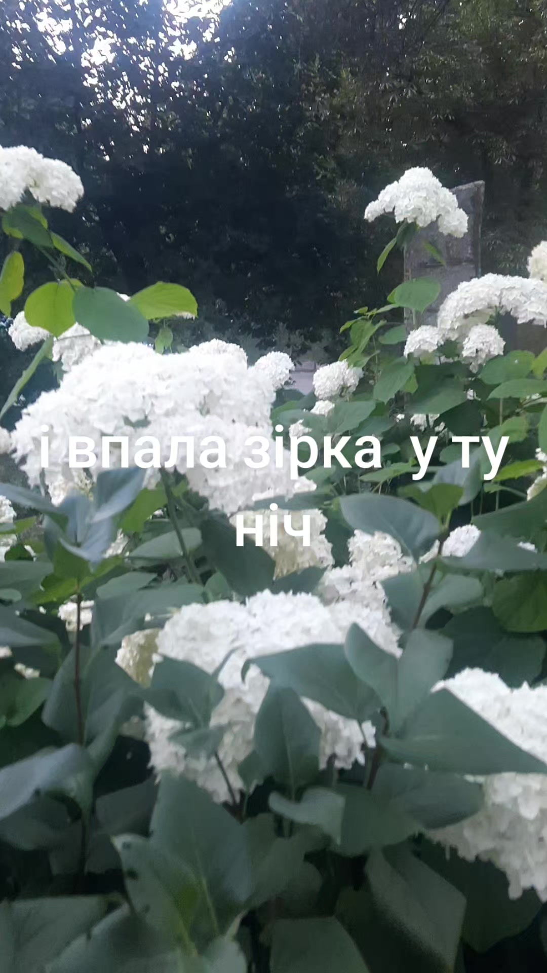 @Божена