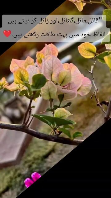 @جھلی سی🥰