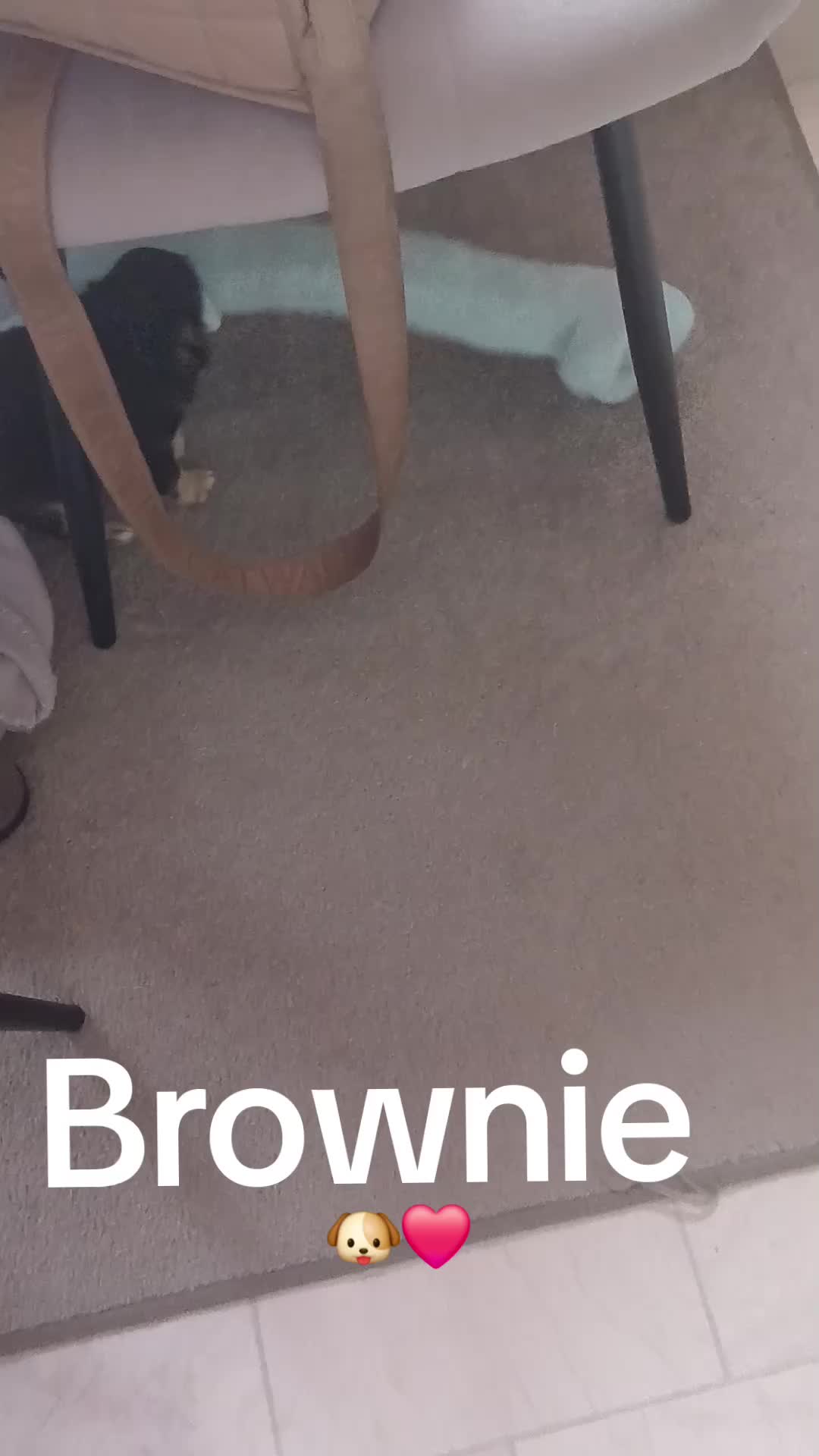 @Melody Gismo Peanut Brownie🐶❤