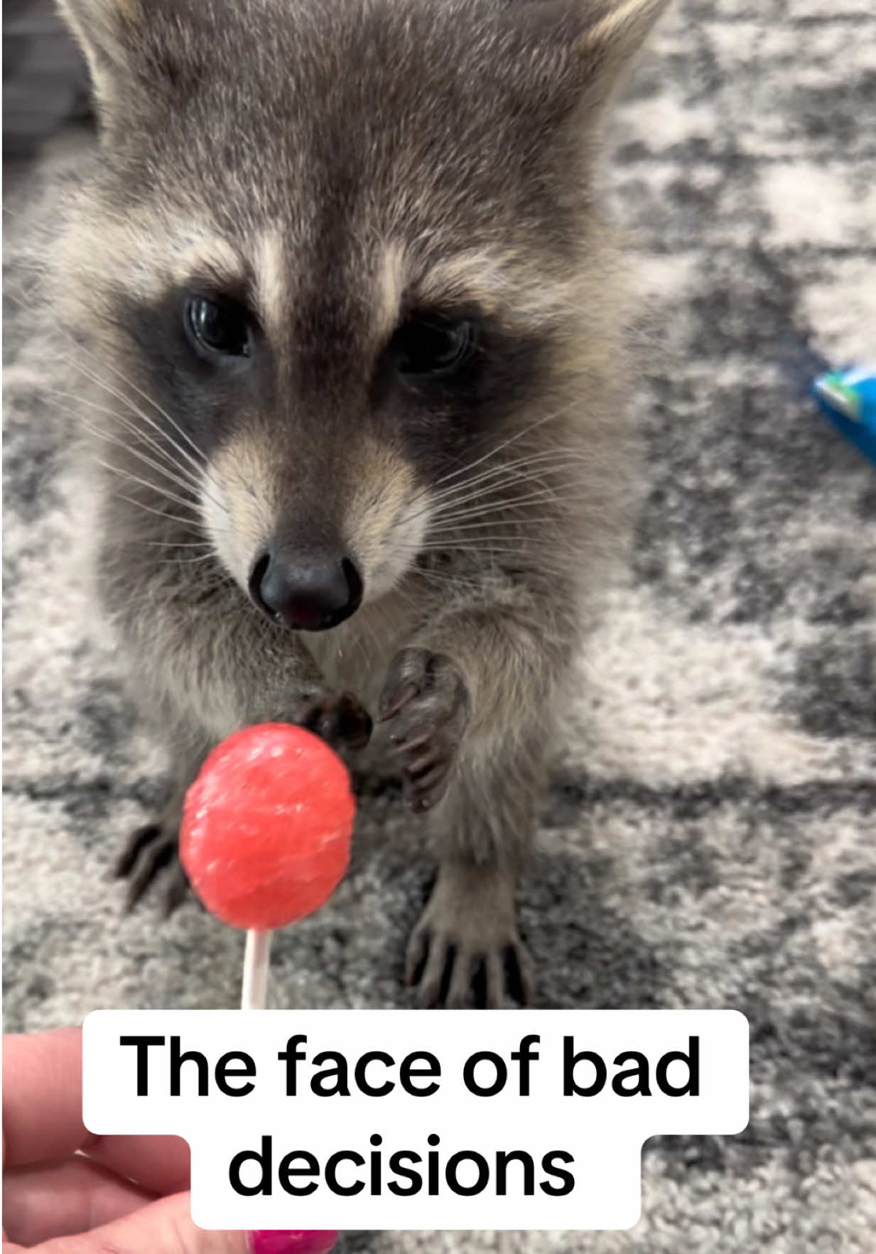 @snacky_chan_the_raccoon