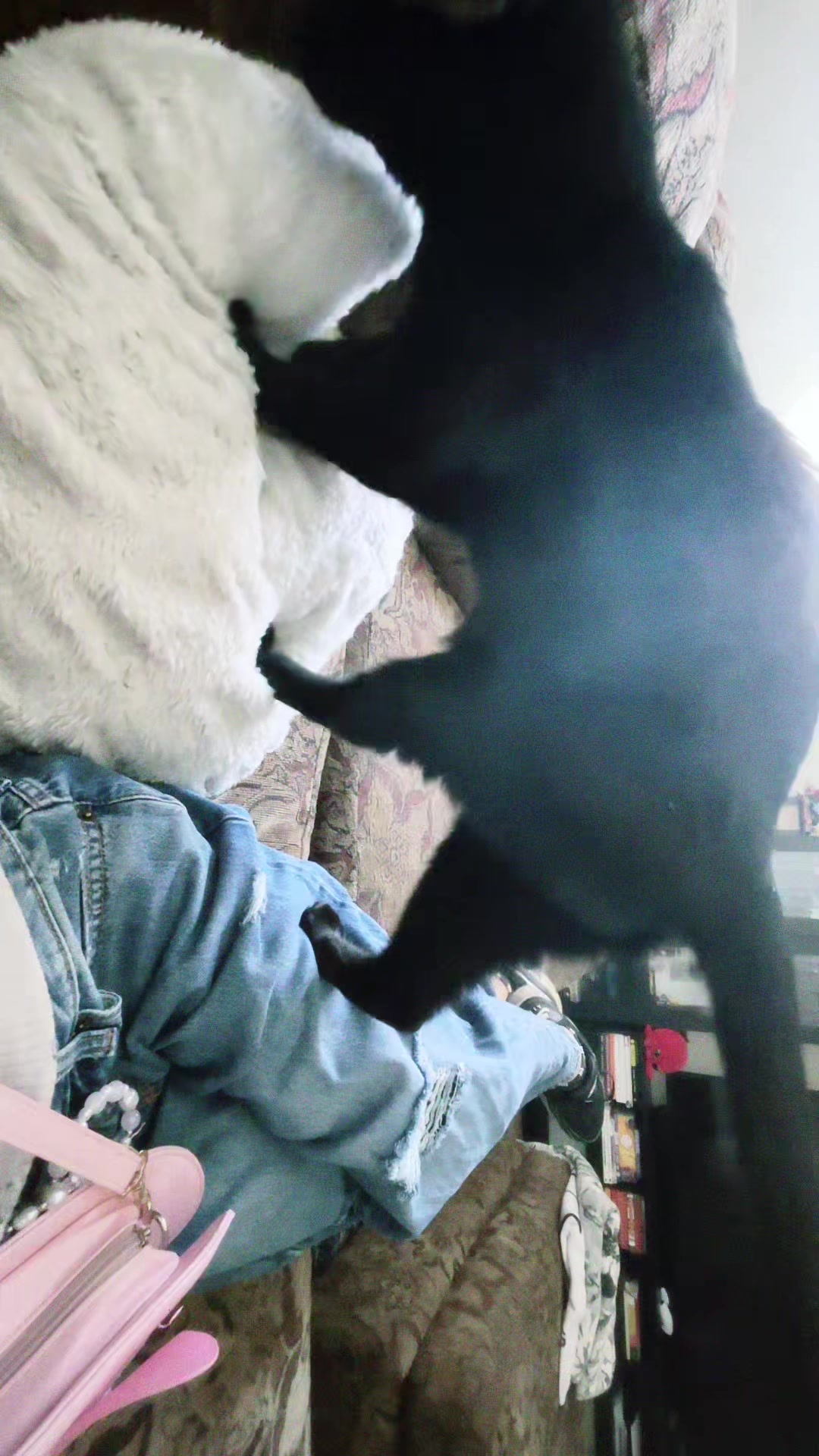 @CHARMANDER THE CAT!!