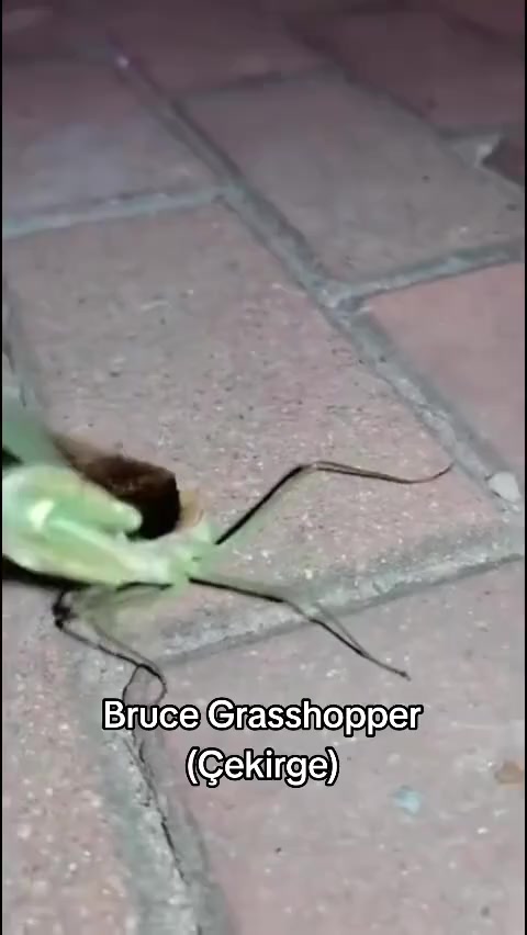 @Kömür Gözlüm