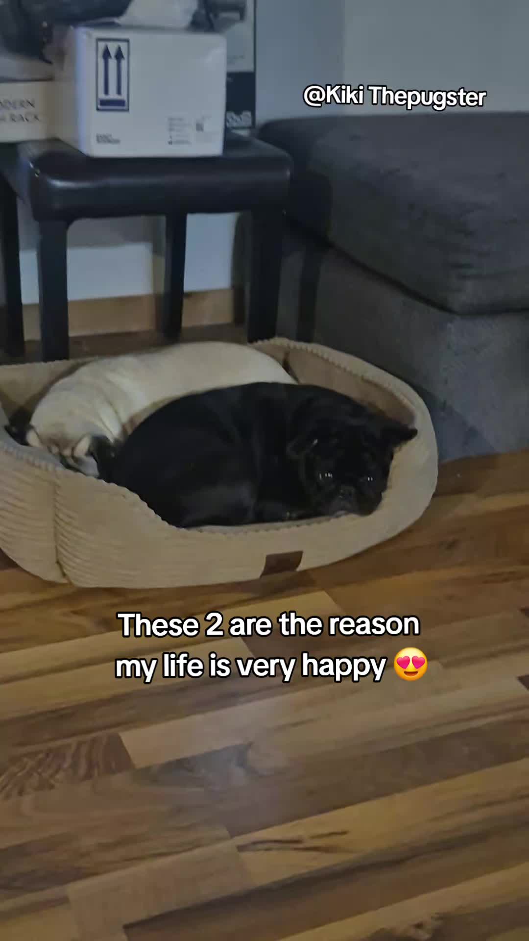 @Kiki&Cupid Thepugster
