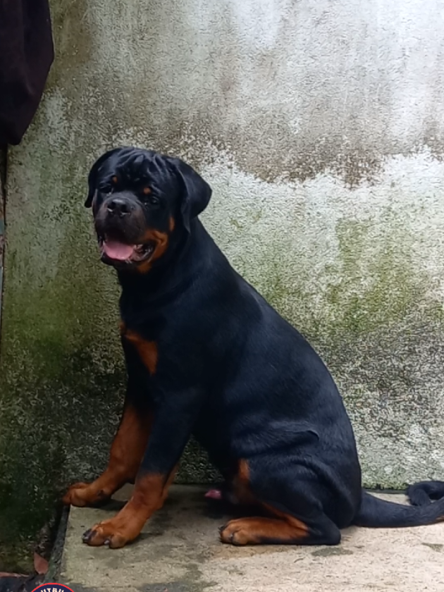 @Ranavirugama Kennel
