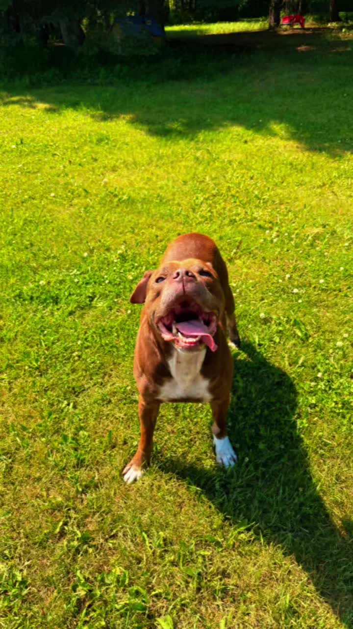 @Awesome Pawsome Ranch