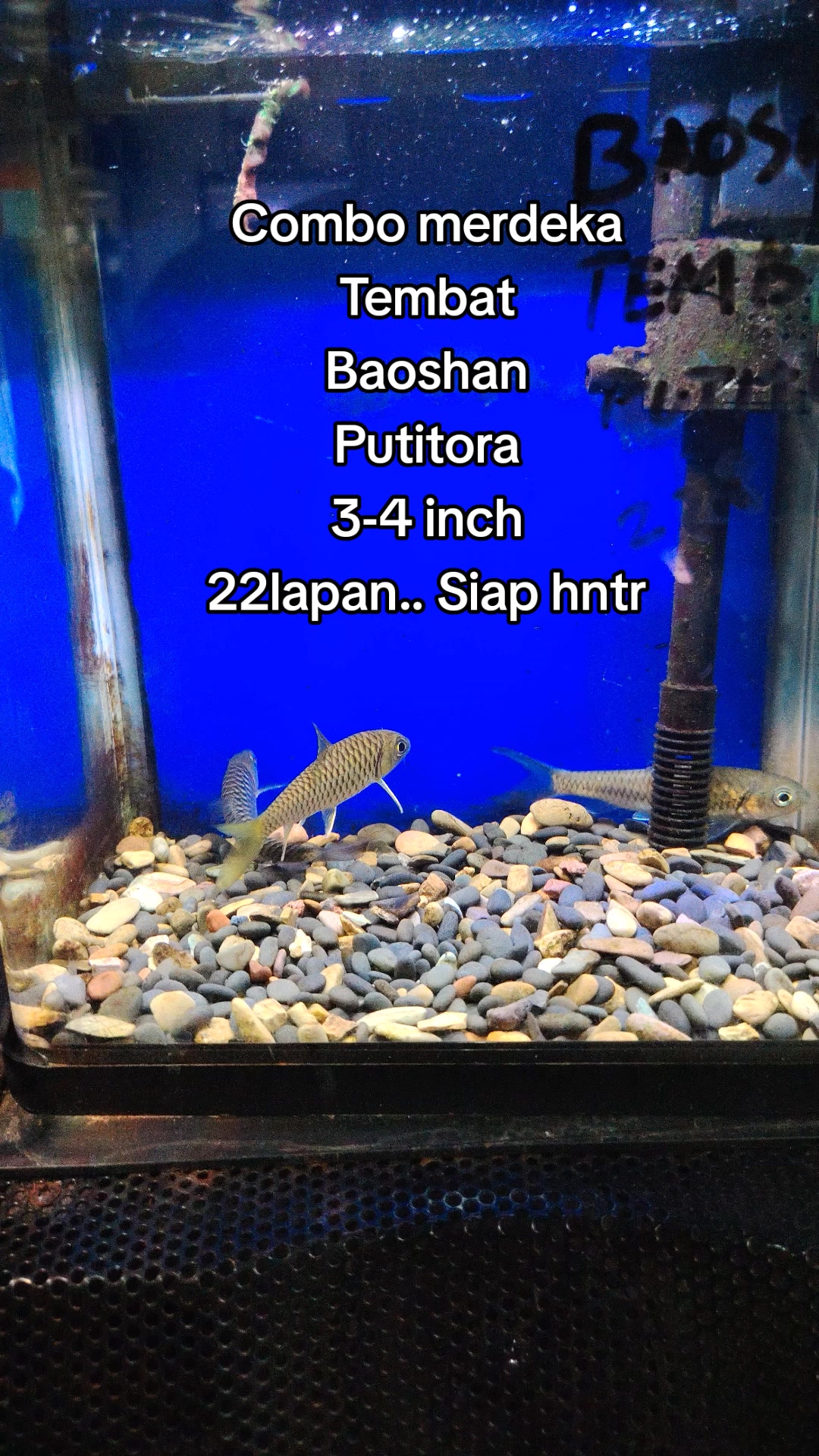 @Din_BB Aquatic
