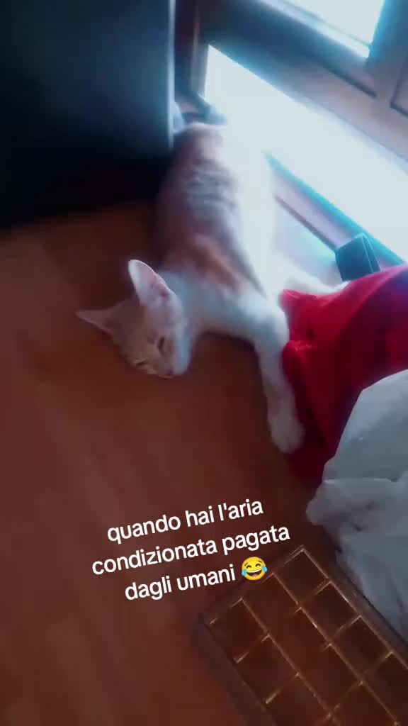 @Madonn c'è scett