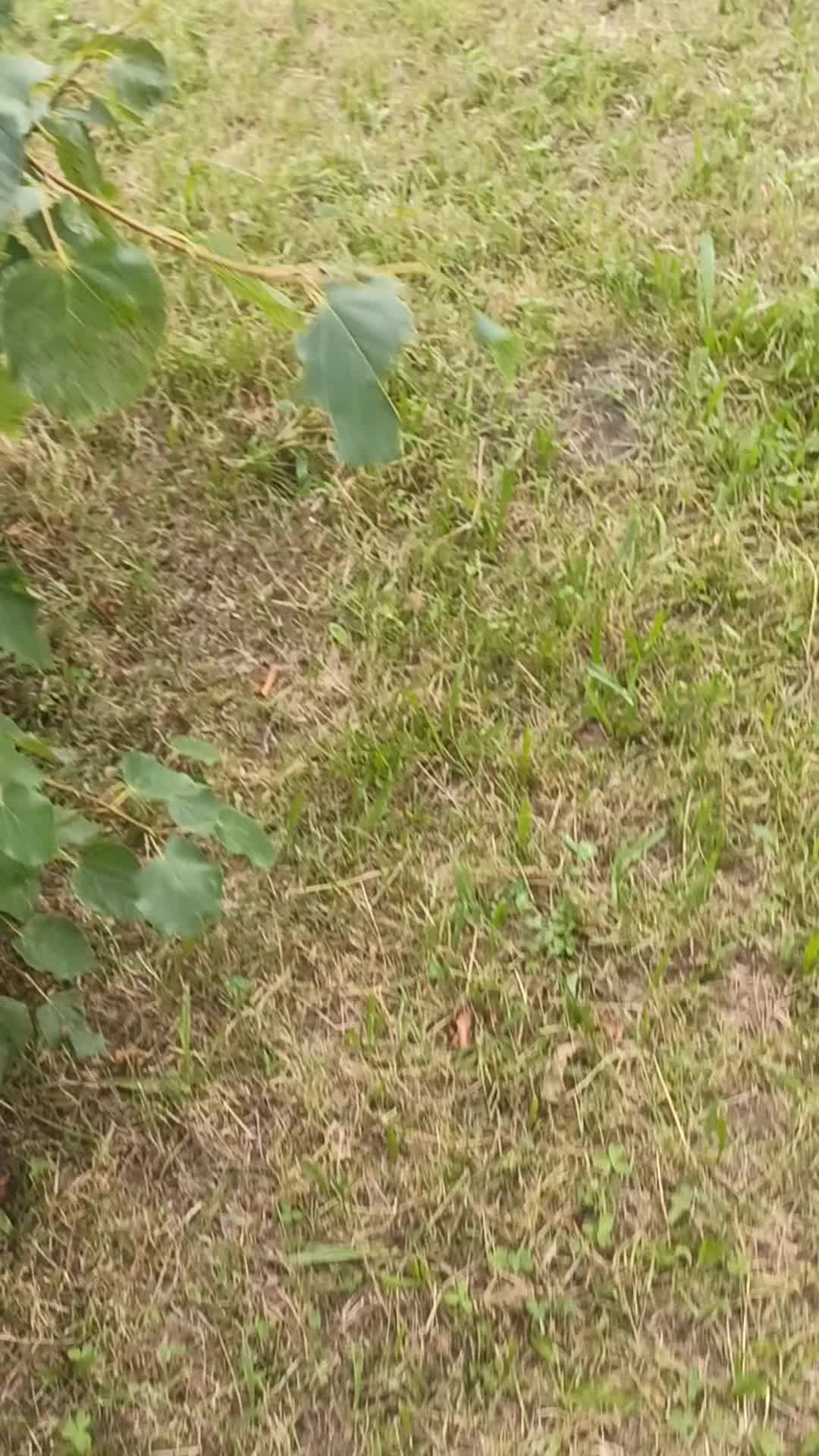 @upadły anioł
