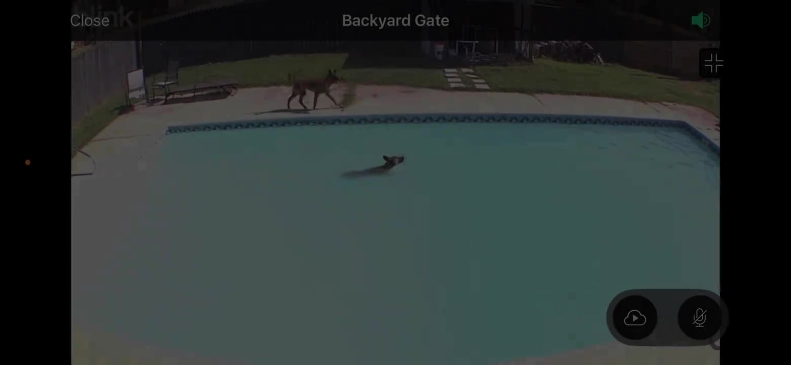 @Michigan_Malinois_1817