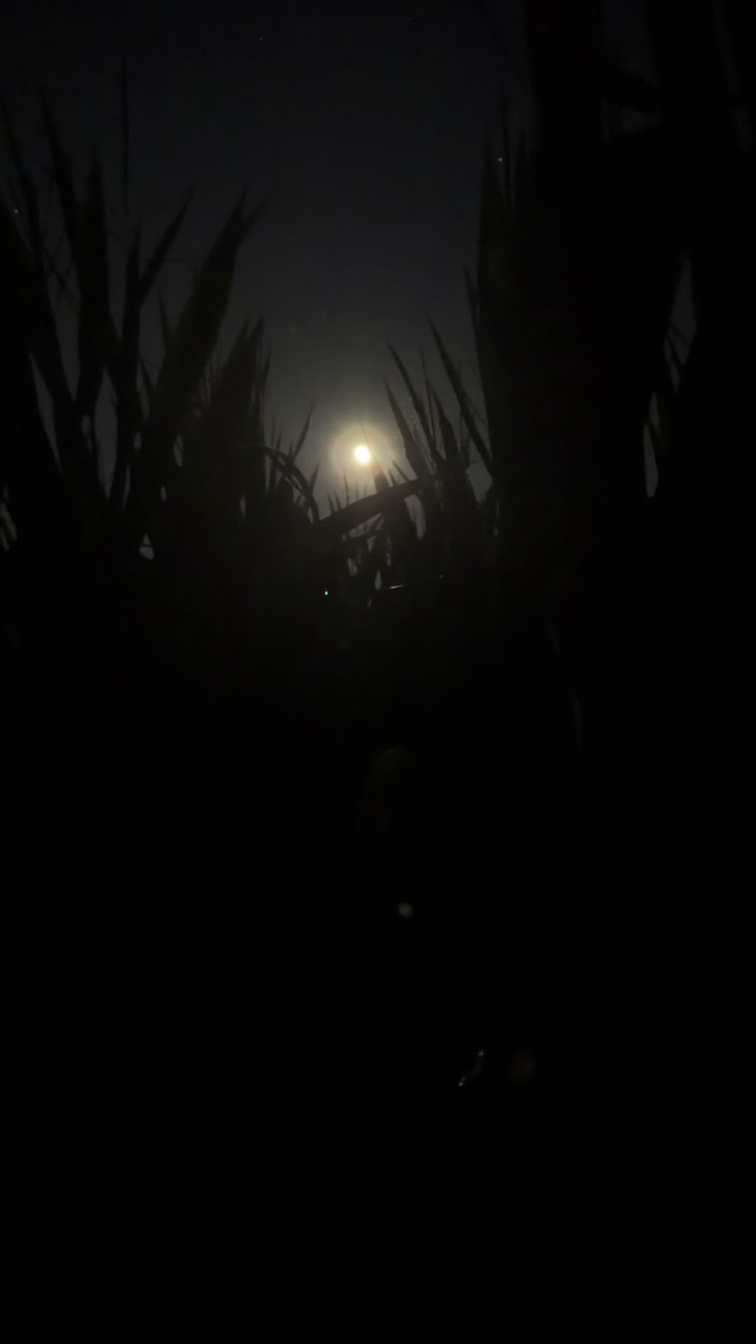 @Spookywoods