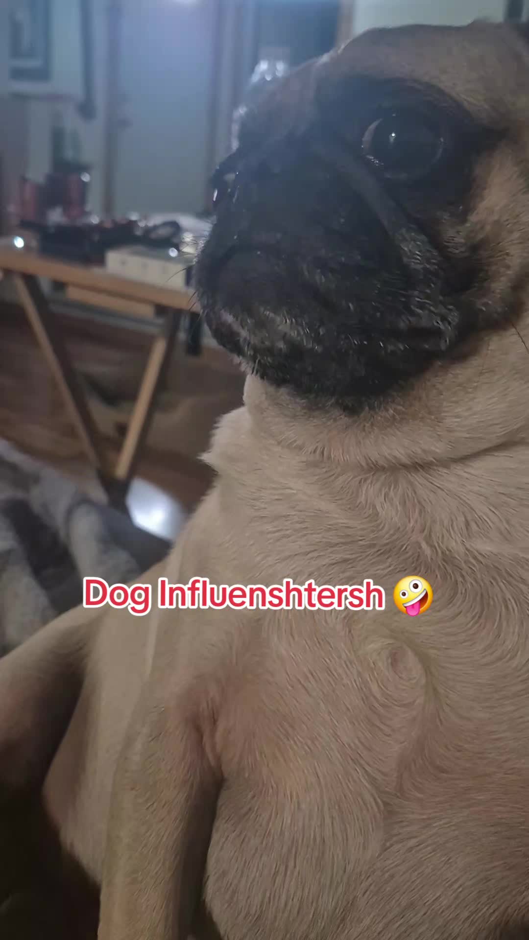@Kiki&Cupid Thepugster