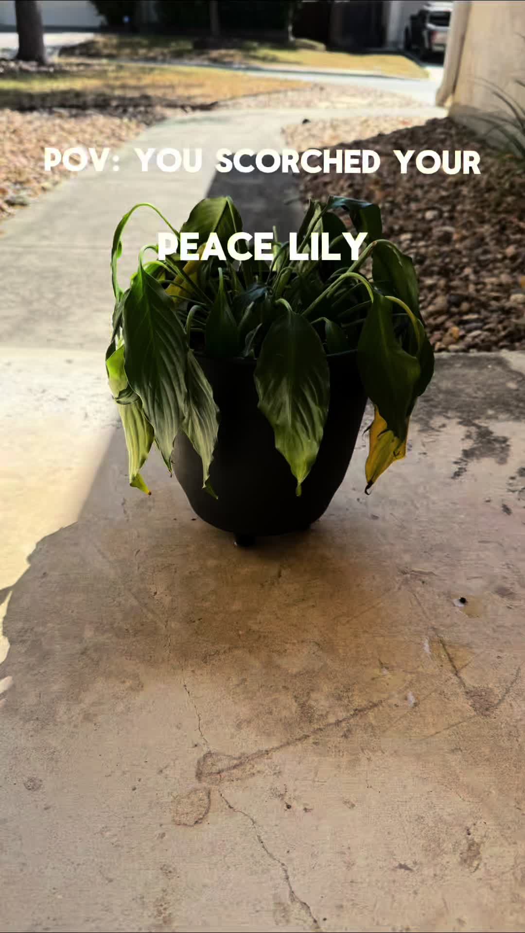 @que3nBeans_plants