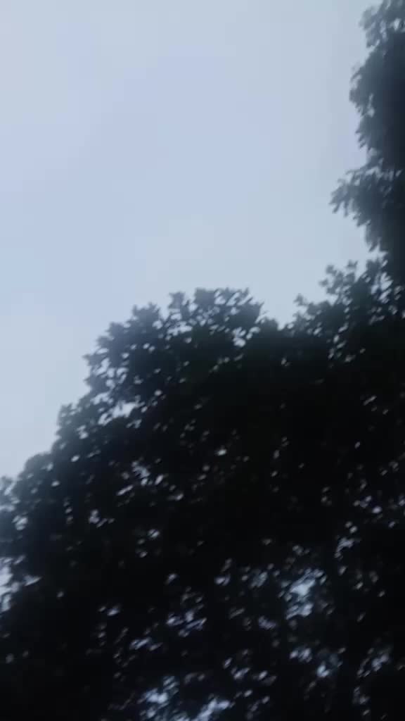 @🕊️🕊️ কবুতর প্রেমিক 🕊️🕊️