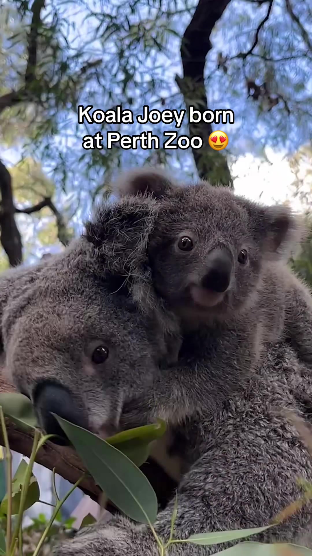 @Perth Zoo