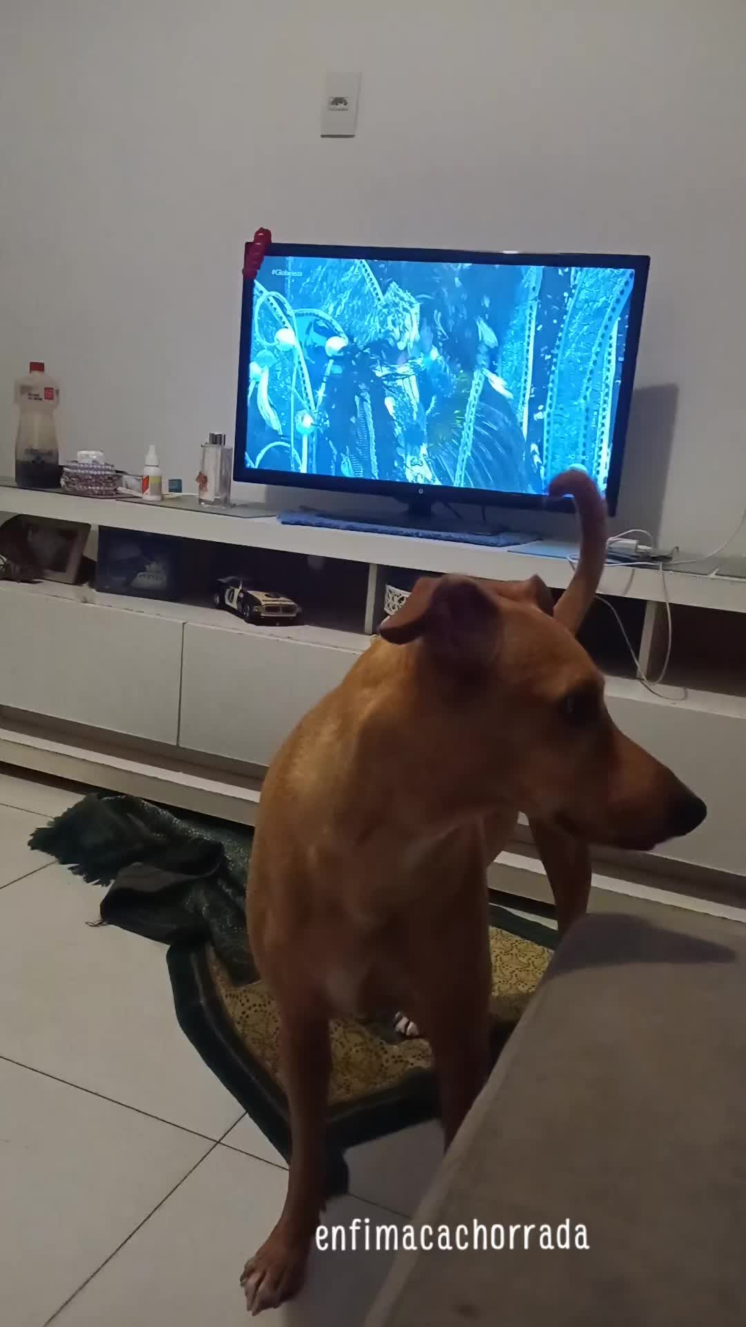 @Cosmos🐕 Maui🐶  Aurora🦊