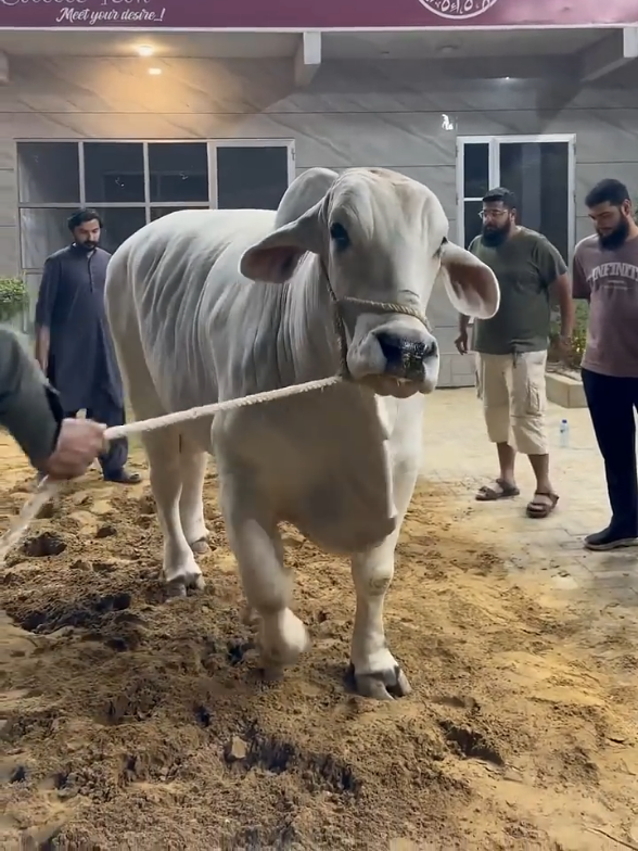 @Karachi Bull lovers