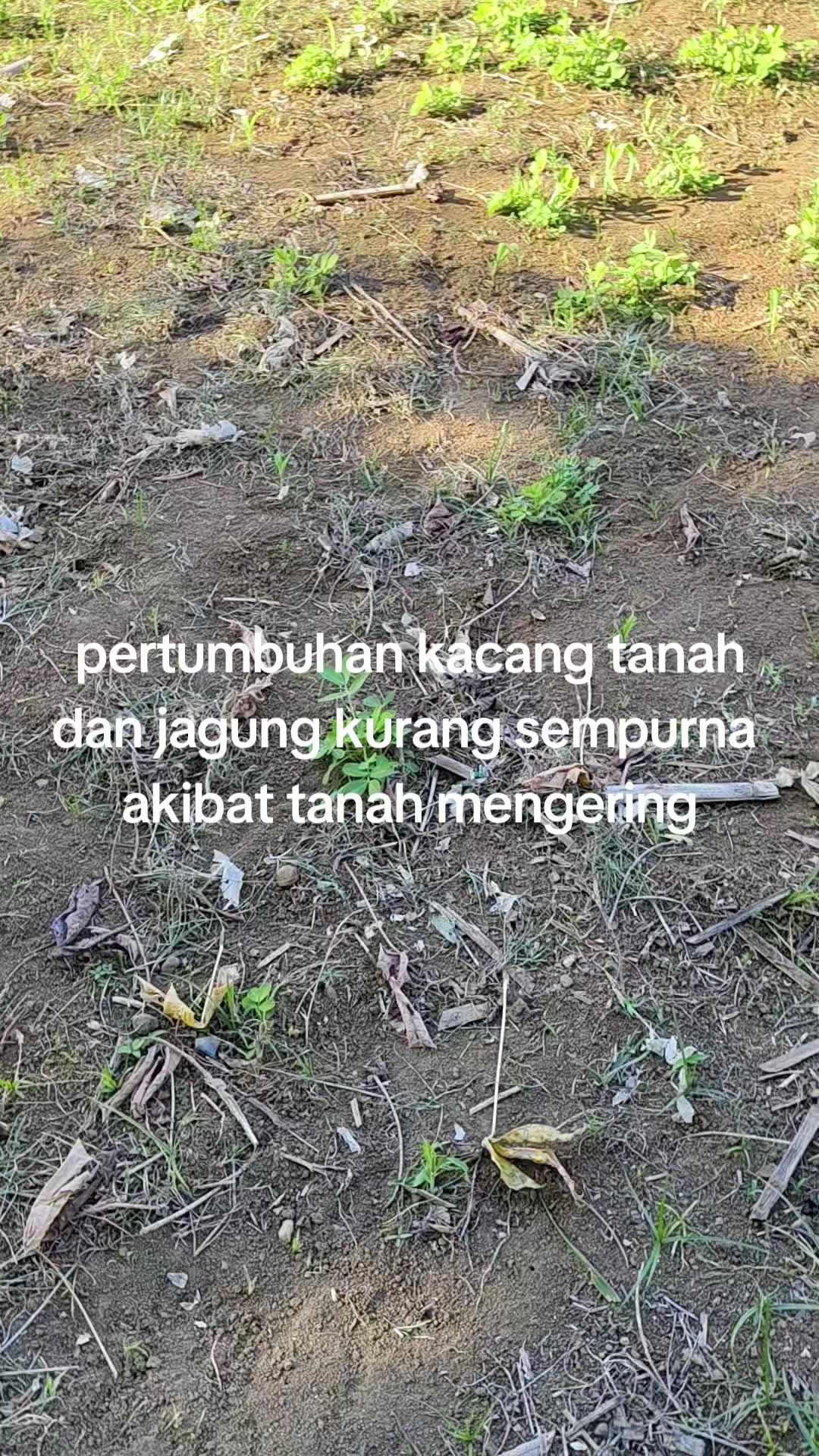 @petani kecil ujung tapsel