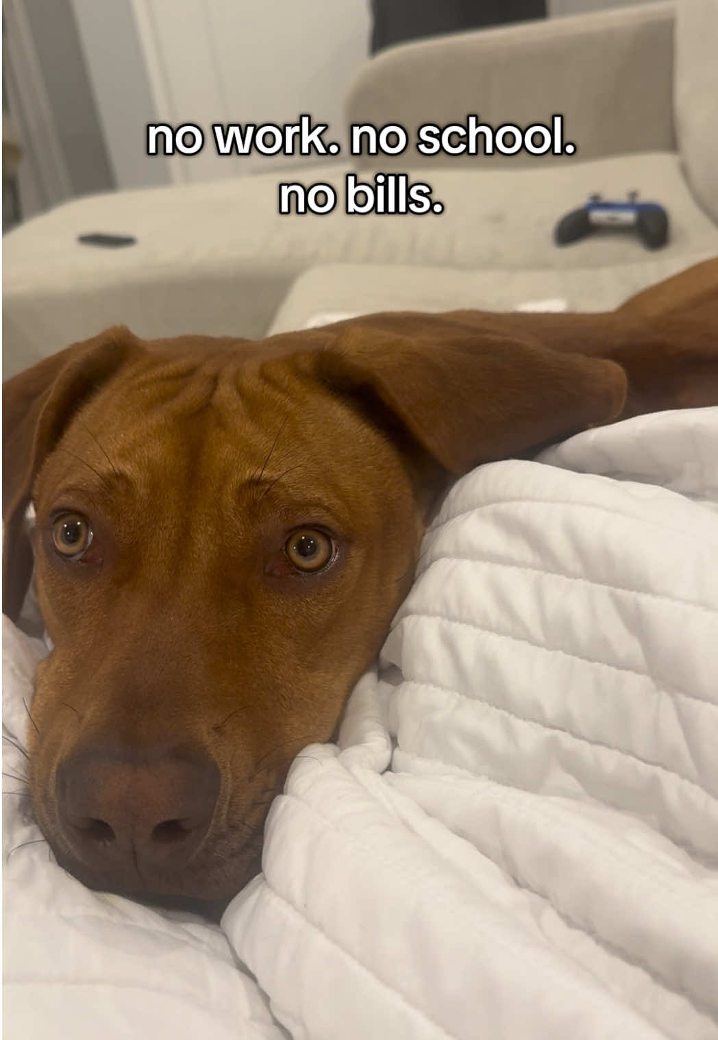 @Blue the Ridgeback