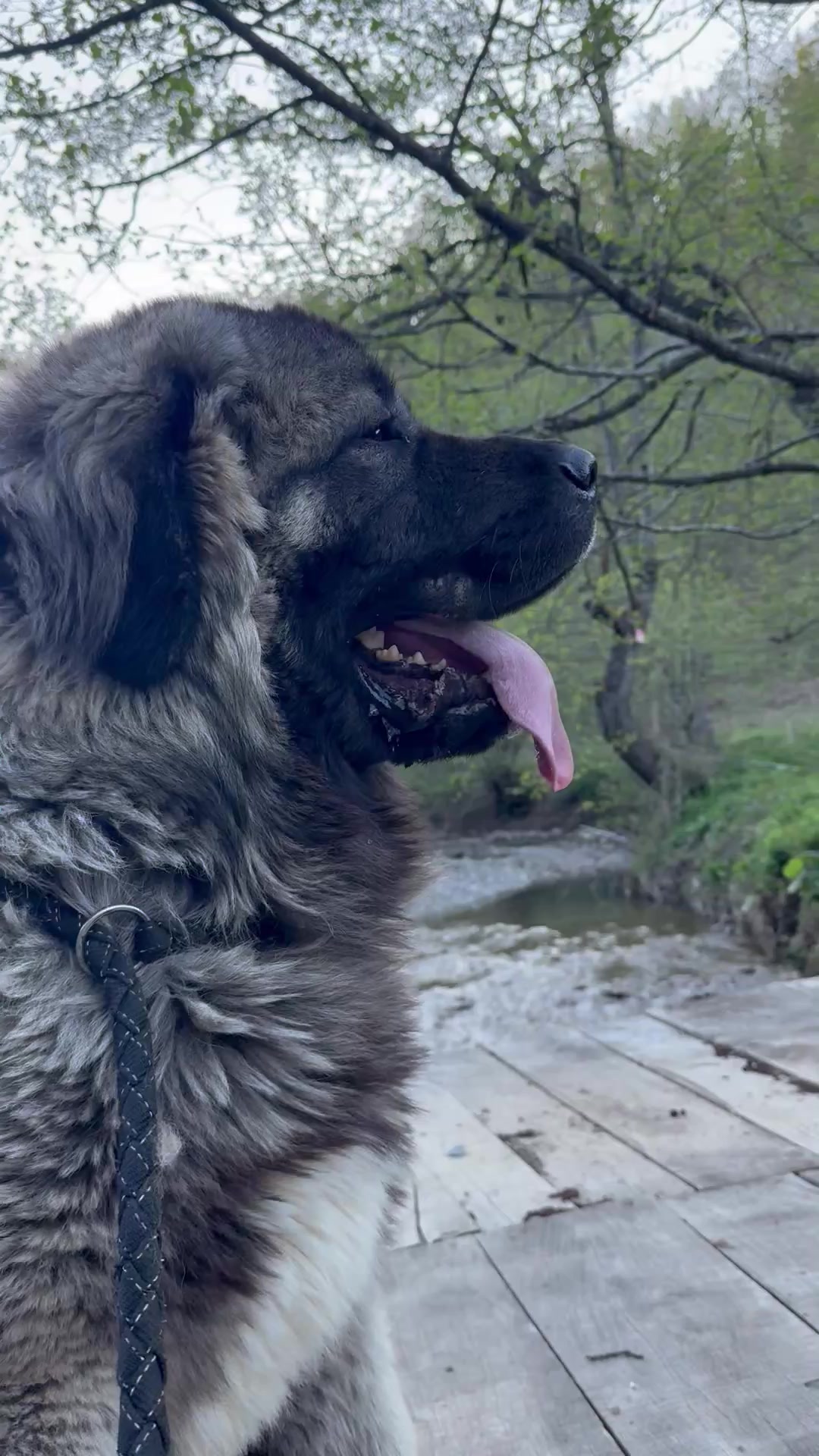 @Caucasian Shepheard Dogs