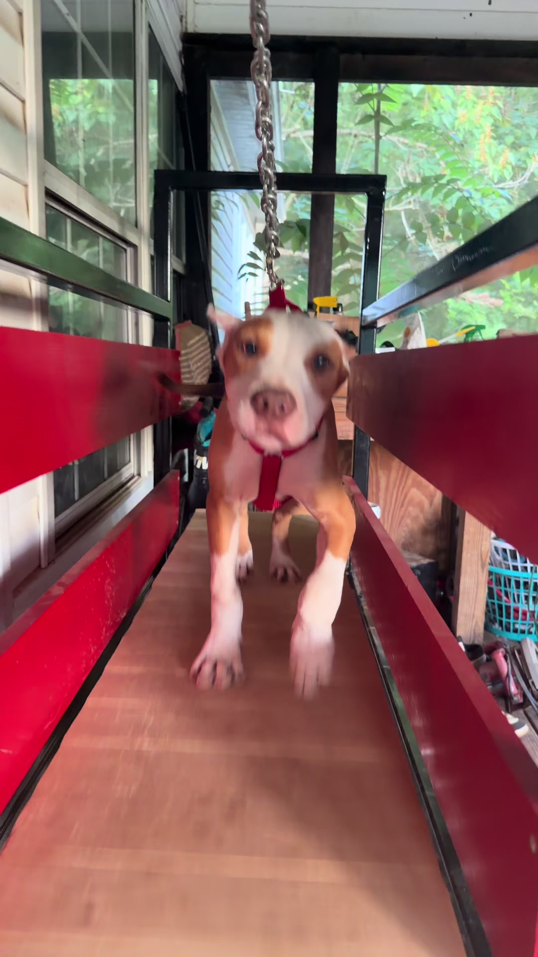 @WorldGoneMadKennels