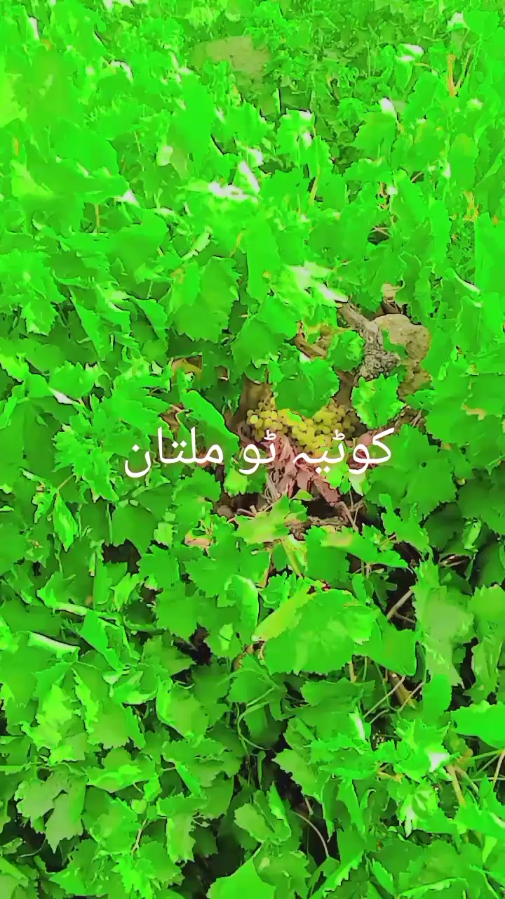 @Qurban8859