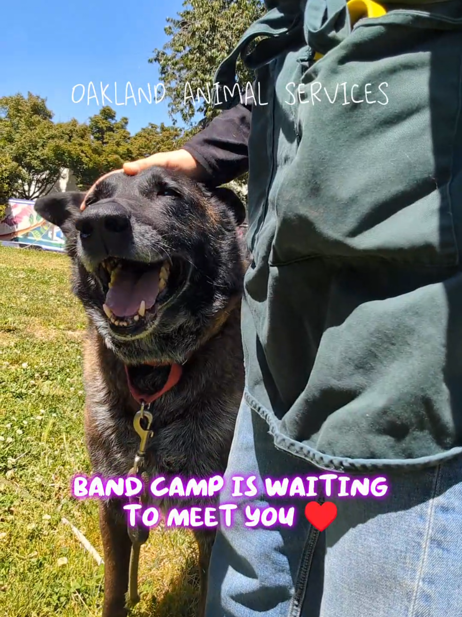 @Oakland Animal Services