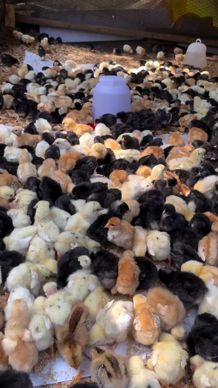 @NDIAYE-BREEDING 🐔