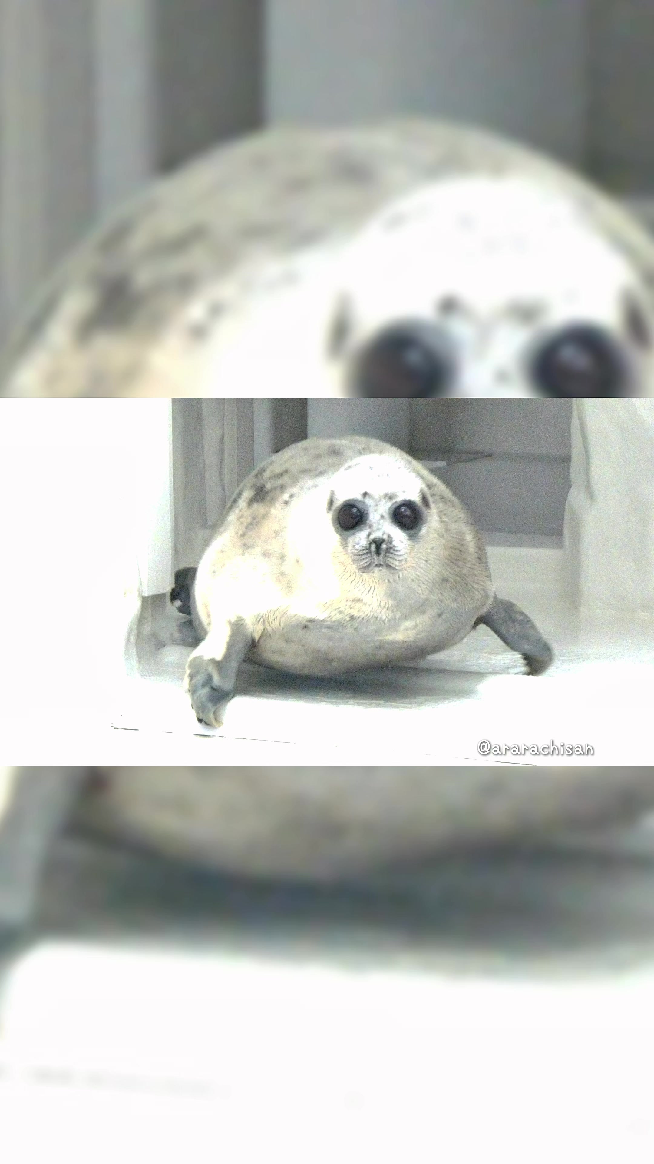@🦭あららち🦭 | 毎日アザラシ補給