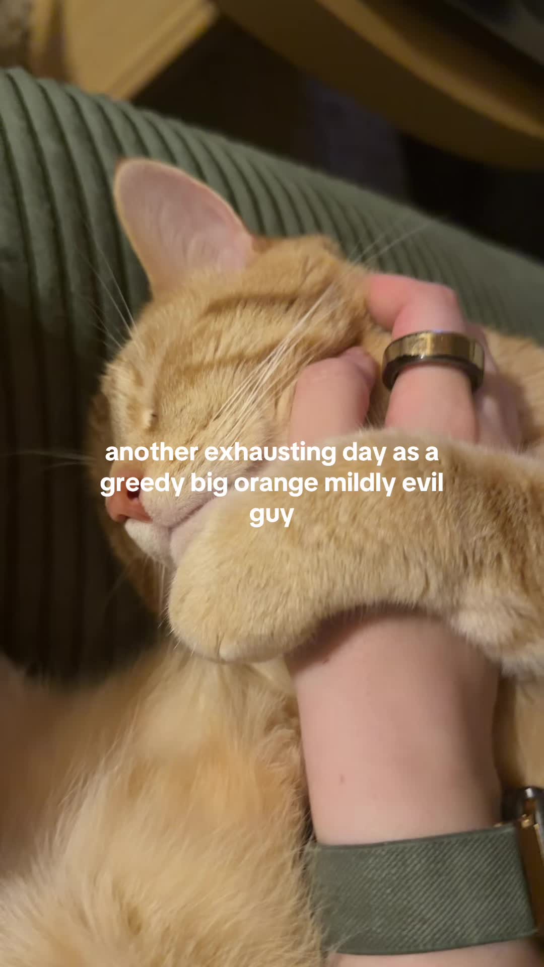 @bink the big orange cat