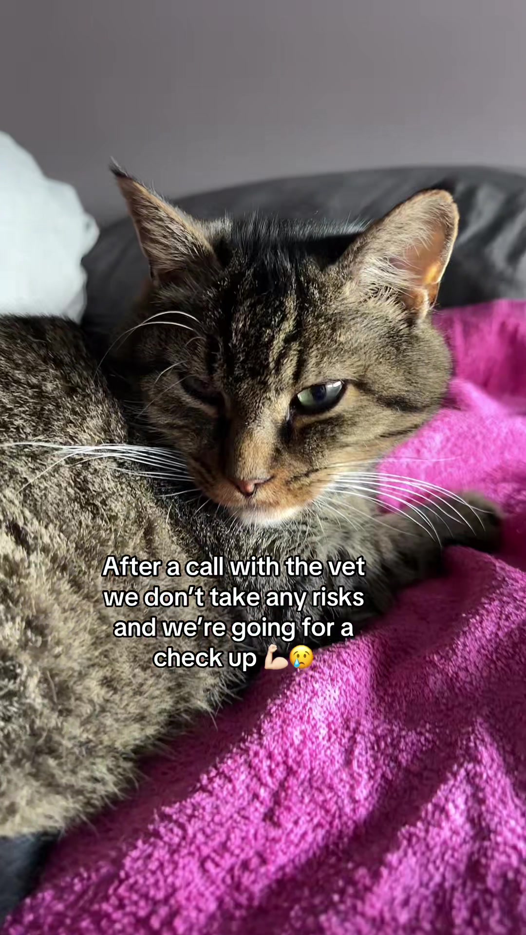 @Joep_the_ rescuecat