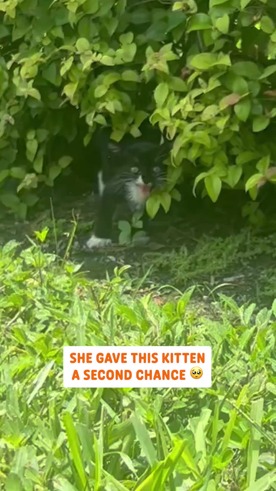 @Pawsome Pets