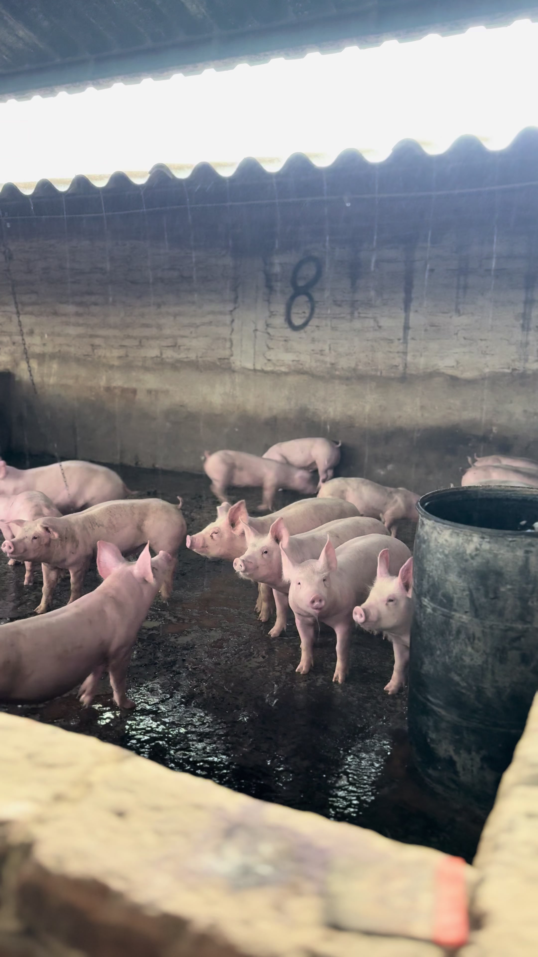 @Alan García 🇲🇽🐷🐖🐽