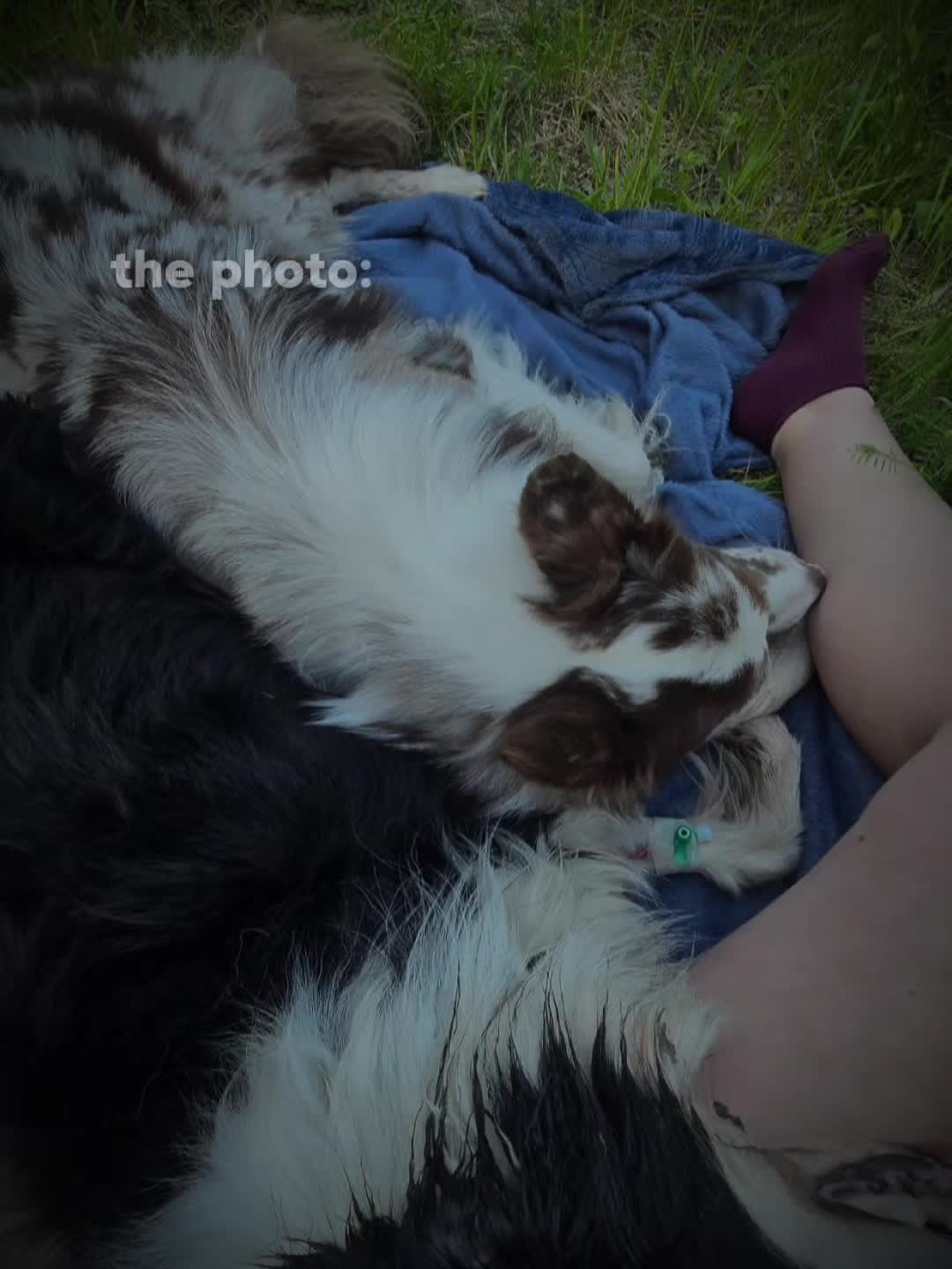 @Sup.Collies🧡💙