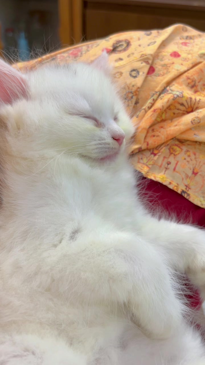 @🐇🐰elma... nohayet 🐈😸