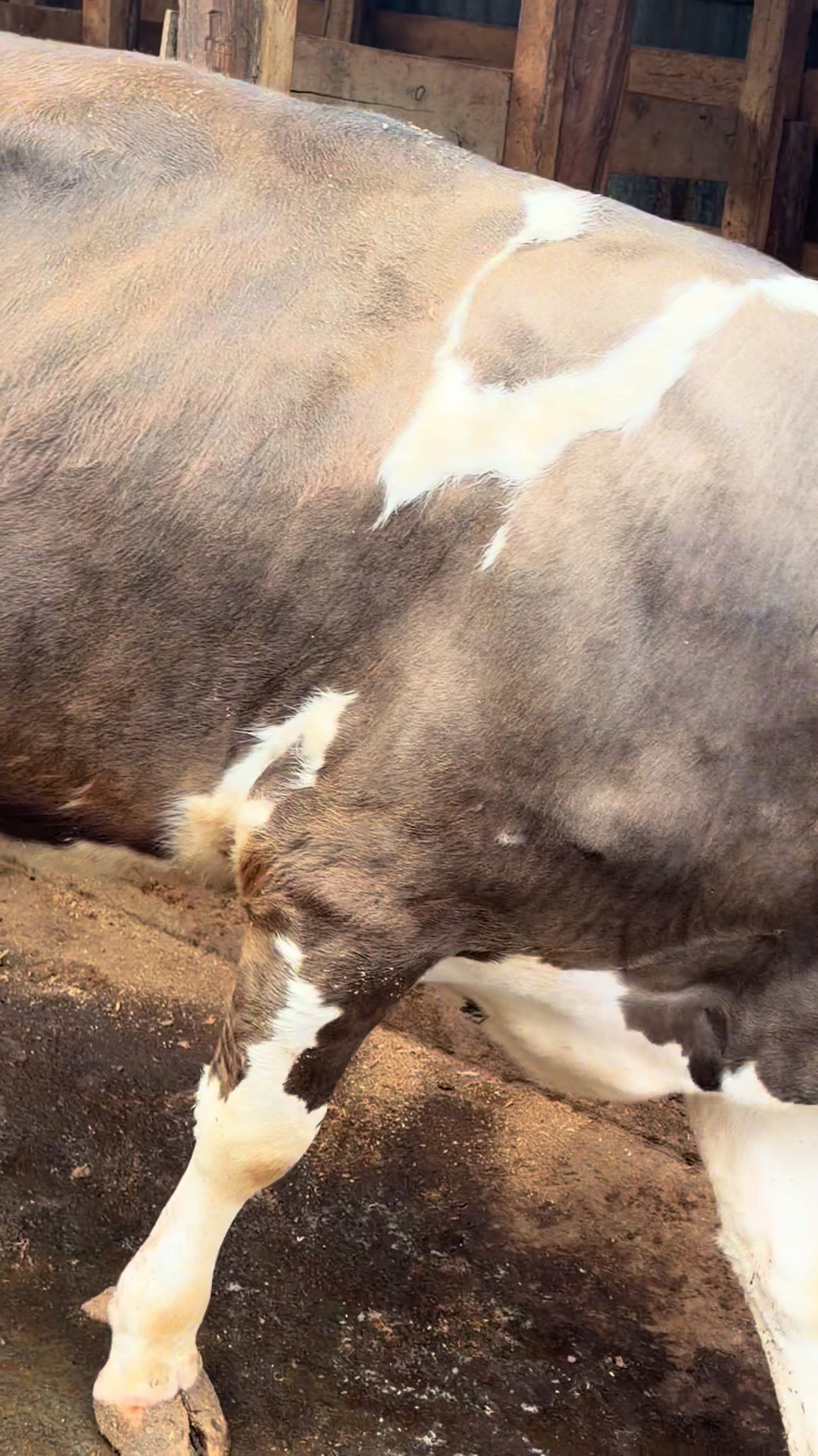 @Sameer cattle breeders Ltd ✅️