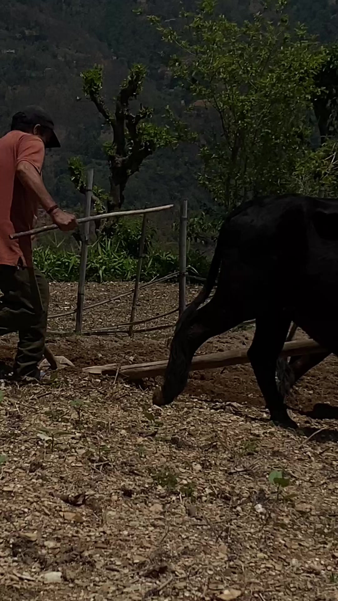 @थानेश्वर ज्ञवाली