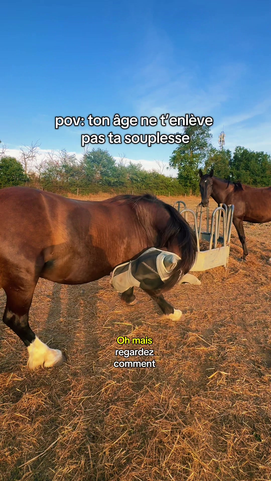 @Seren the pony ๐ด