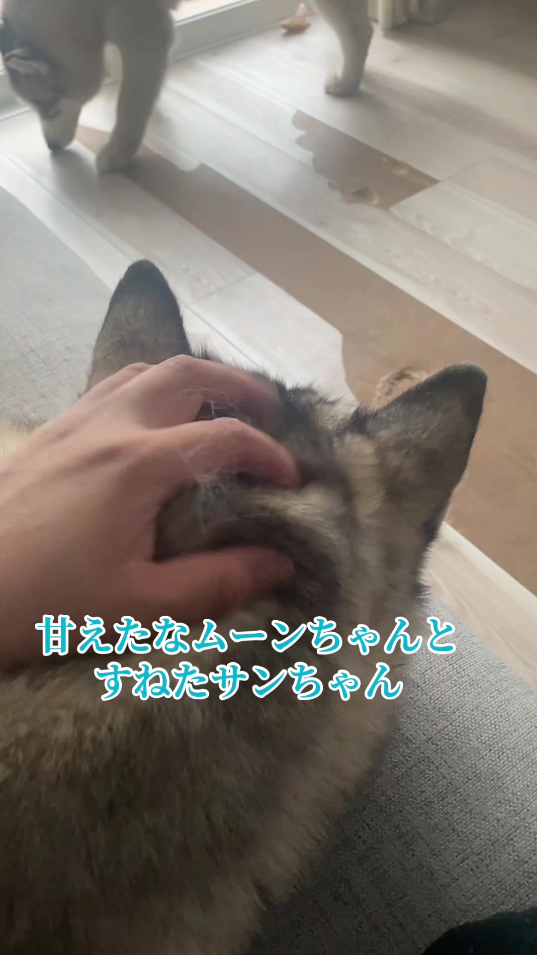 @サン☀️とムーン🌙