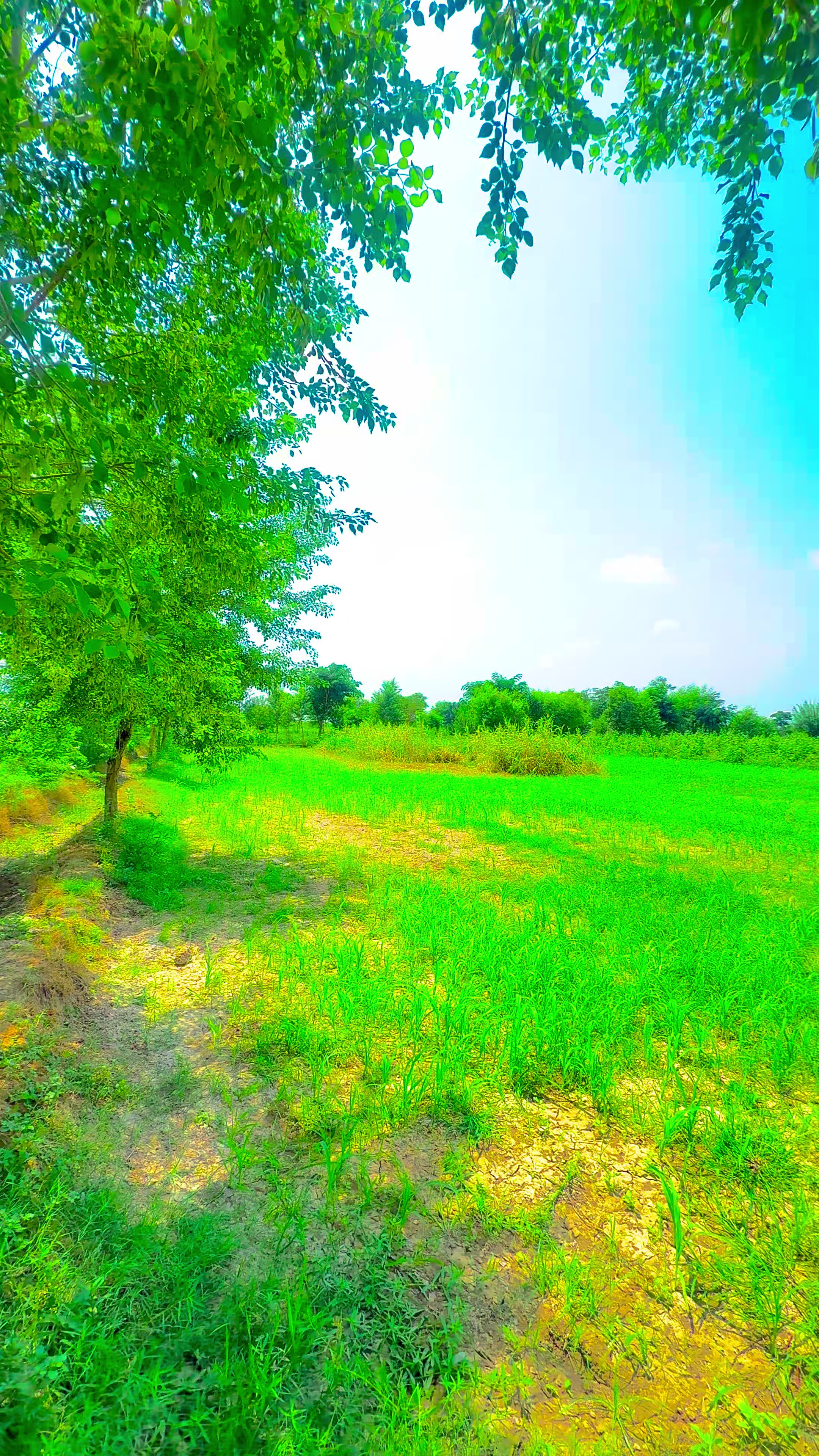 @🌾میں۔ میرا۔ پنڈ🎋